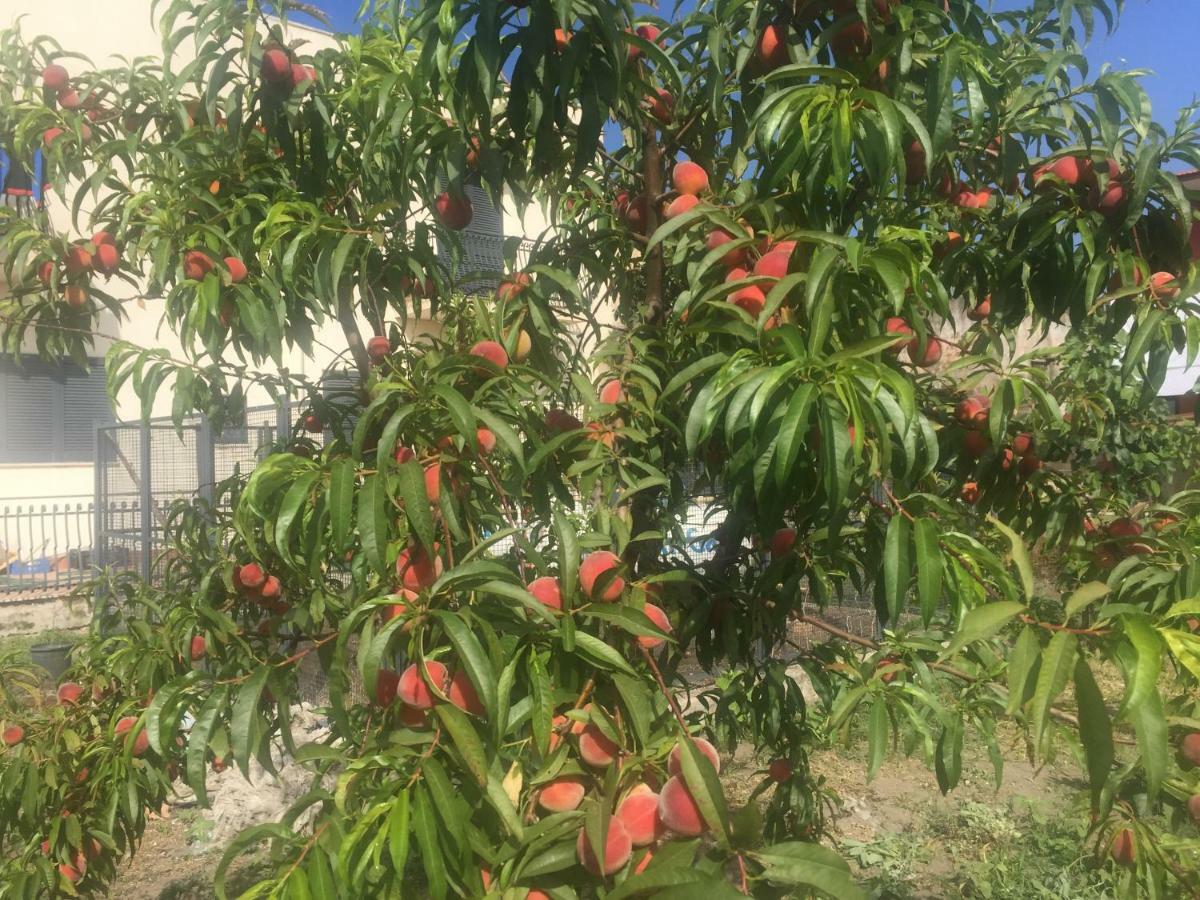 Il Giardino Di Nonno Agostino Bed & Breakfast Castellammare di Stabia Exterior photo